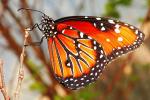 Danaus glippus