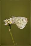 Schmetterling 3