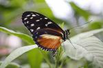 Heliconius ismenius