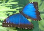 blauer Morpho