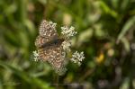 Goldener Scheckenfalter