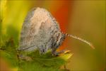 Schmetterling 2