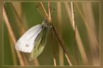 Schmetterling 1