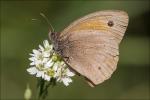 Schmetterling 1