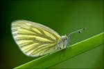 Schmetterling 1