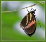 Schmetterling 2