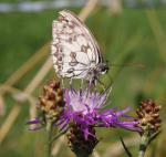 Schmetterling