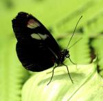 Schmetterling Makro