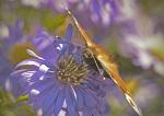 Schmetterling frontal