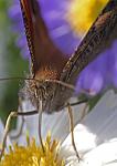 Schmetterling von vorne