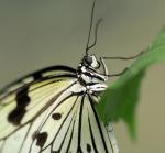 Schmetterling Porträt