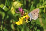 Schmetterling