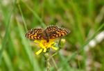 Schmetterling