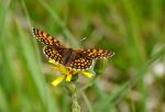 Schmetterling