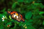 Schmetterling Botanical Garden Santo Domingo