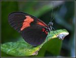 Schmetterling im Botanischen Garten muc