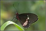 Schmetterling im Botanischen Garten muc