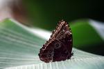 Schmetterling010