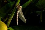 Libelle beim Schlüpfen