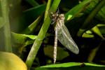 Libelle beim Schlüpfen