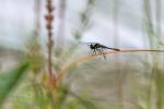 Schwarze Heidelibelle