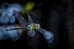 Blaugrüne Mosaikjungfer (Aeshna cyanea) männl.