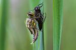 Vierflecklibelle beim Schlüpfen [3]