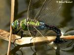 Anax Imperator - Große Königslibelle