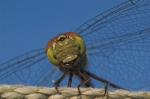 Auge in Auge mit dem Raubtier