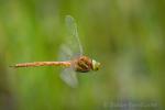 Libelle im Flug