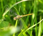 Libelle im Flug 1