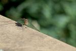 Fotoshooting mit einer Libelle