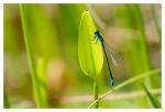 blaue Stablibelle 2