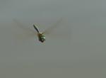 Flugstudie Falkenlibelle