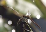 Libelle gegen das Licht