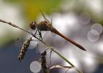 Libelle gegen das Licht 2