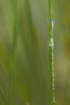 Blaue Augen