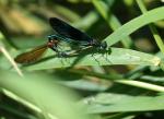 Calopteryx virgo bei der Paarung