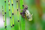 Plattbauch (Libellula depressa)