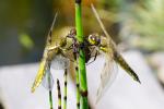 Plattbauch (Libellula depressa) + Vierfleck (Libellula quadrimaculata)