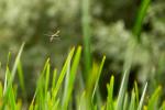 Libelle im Anflug