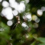 Spinne -I-