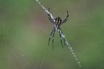 Spinne