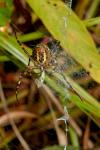 Argiope bruennichi