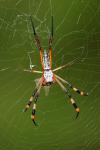 Nephila senegalensis