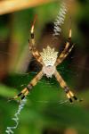 Argiope australis