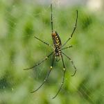 Nephila Pilipes (kein Makro)