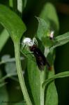 Spinne mit Abendessen