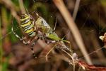 Wespenspinne mit Heuschrecke