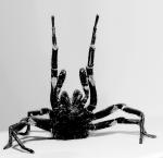 BW Spinne